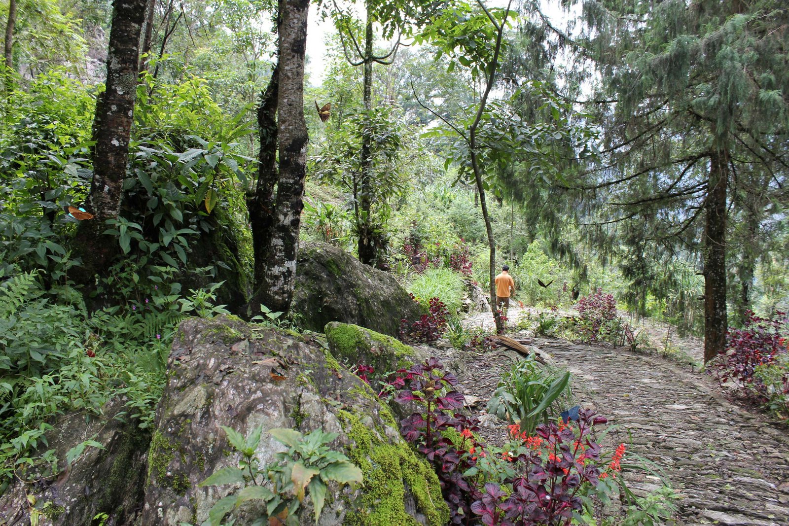 project site of Sikkim Butterfly Reserve