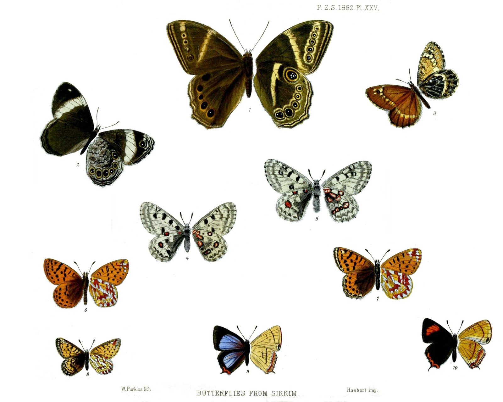 Butterflies from Sikkim Plate